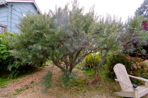 Sea Buckthorn trees at Ilana Smith's in Port Townsend (note female tree on left)